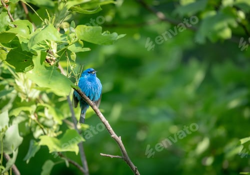 Preview: Selective focus shot of an indigo bunting cardinal perched on a branc