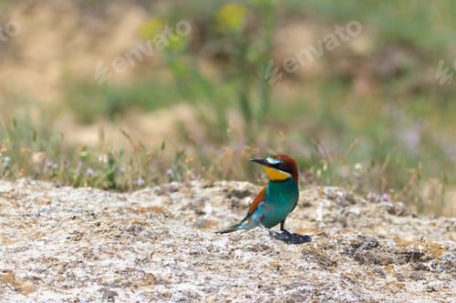 Preview: european bee eater