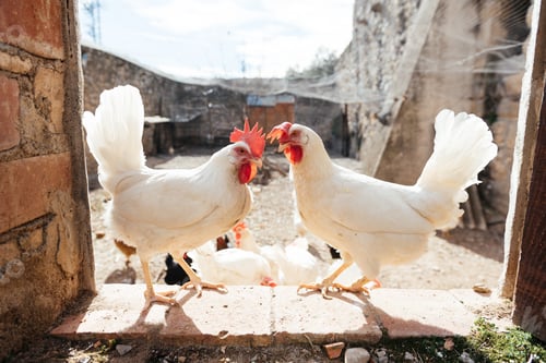 Preview: White domestic chickens on farm yard in daytime