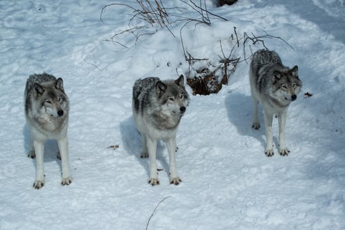 Preview: wolf, pack, togetherness, group, wilderness