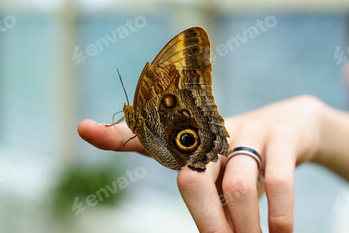Preview: tropical butterfly with eyes on the wings caligo atreus. butterfly garden, butterfly farm