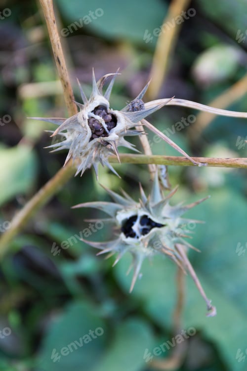 Preview: Fruits of Datura ferox that grow wild