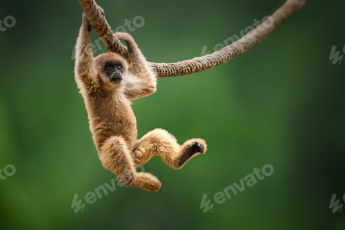 Preview: Baby Southern Muriqui monkey (Brachyteles arachnoides)