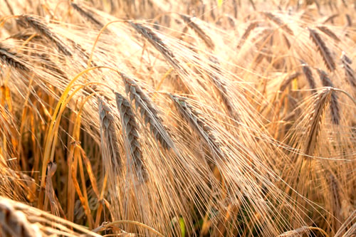 Preview: Yellow wheat field closeup vintage effect