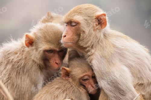 Preview: Monkey family with babies, hugging each other, Red faced macaque, emotional photo.