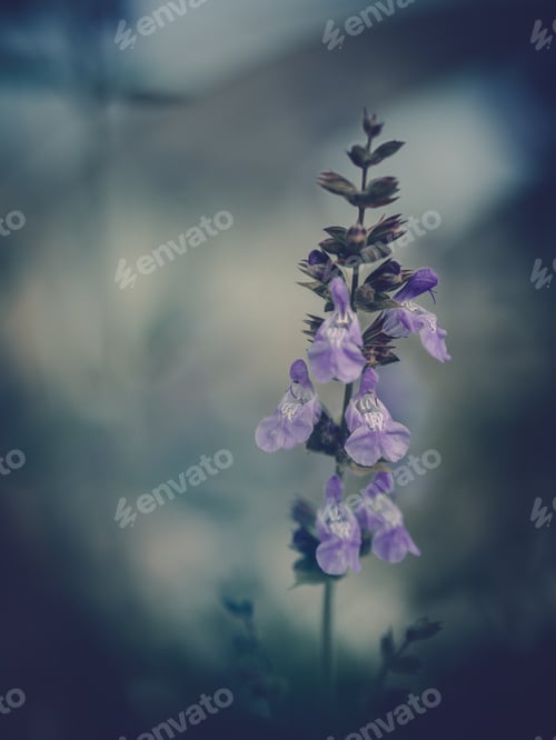 Preview: Pretty flower growing in garden