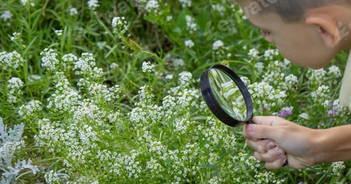 Preview: the boy looks at the flower through a magnifying glass. Selective focus