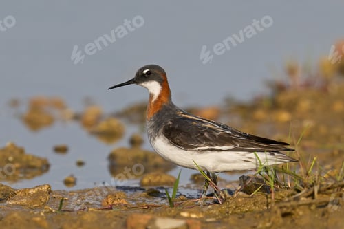 Preview: Red-necked phalarope (Phalaropus lobatus)