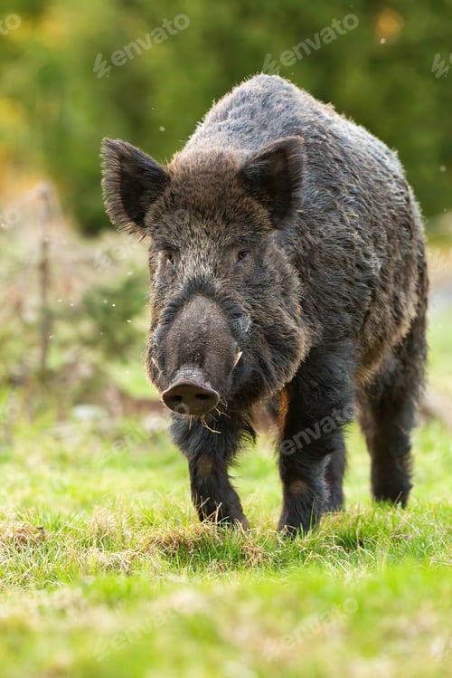 Preview: Wild boar approaching on grass in summer in vertical shot
