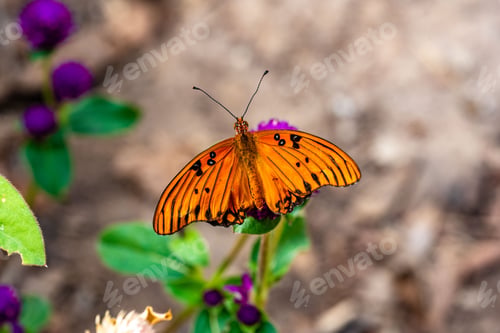 Preview: Selective focus shot of a butterfly