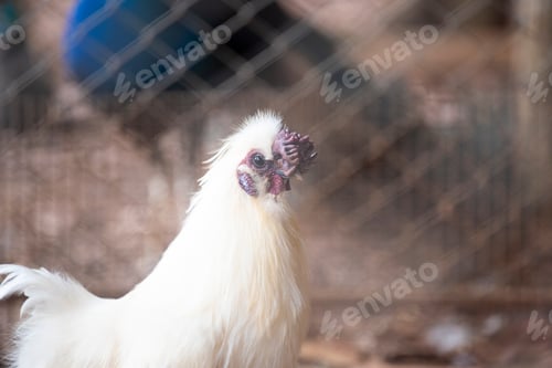 Preview: white hen egg, lay live
