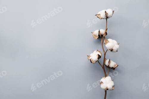 Preview: Minimal photography of beautiful white flowers on branch on grey background with copy space