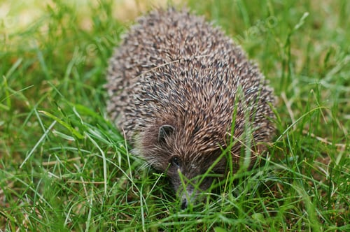 Preview: hedgehog on the green grass