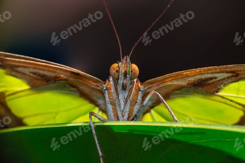 Preview: Close-up of a butterfly perched on a leaf with its intricate wing patterns and vibrant colors.