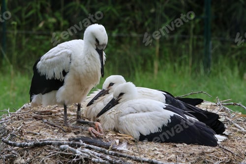 Preview: Birds perched on a nest, one with its wings outstretched