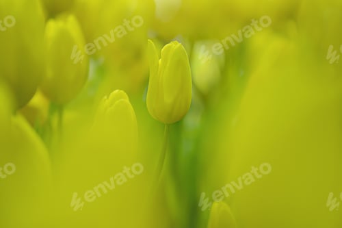 Preview: Field of vibrant yellow tulips