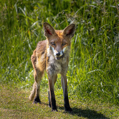 Preview: Brown fox walking in the meadow