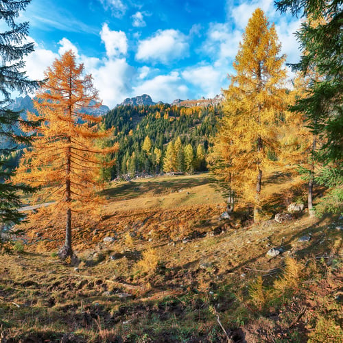 Preview: Astonishing view of mountains and valleys with larch forest and wonderful sky located in Filzmoos