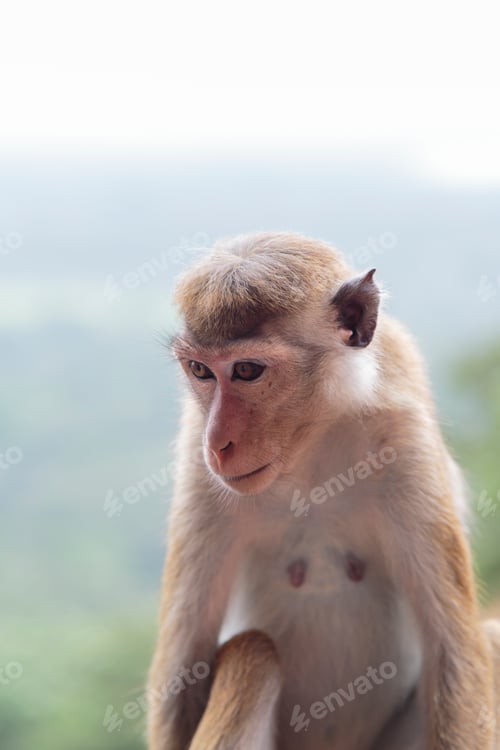 Preview: Toque macaque