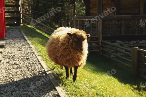 Preview: Cute small sheep in sunny day in park