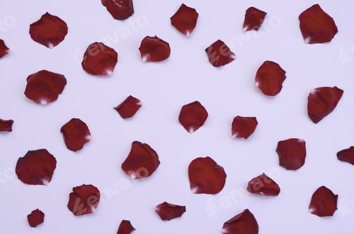 Preview: Dark red rose petals on pastel lilac background. Valentine's day backdrop