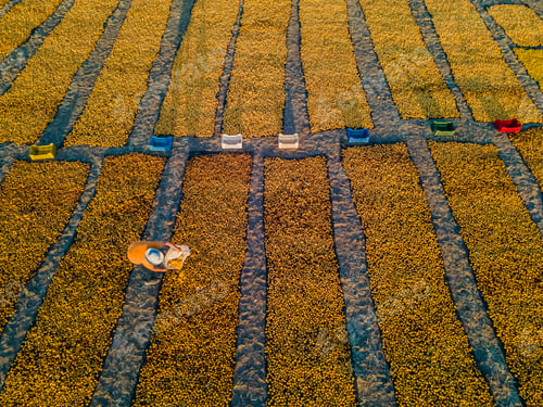 Preview: Scenic view of apricot harvest and drying in Malatya city in Turkey