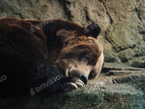 Preview: Sleepy grizzly bear in wild cave cold hibernation winter snow nap zoo nature animal habitat brown