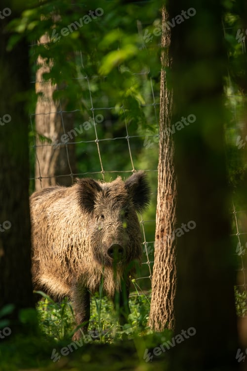 Preview: Boar in the forest