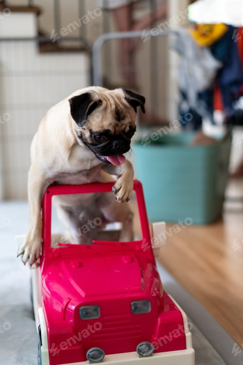 Preview: pug dog driving a toy car