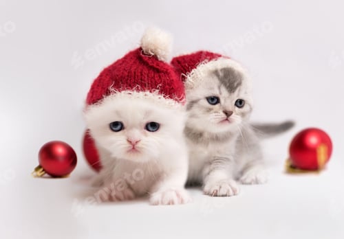 Preview: Little cute kittens