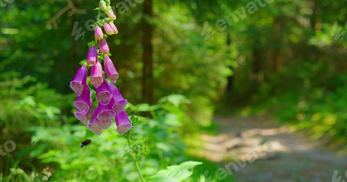 Preview: Close-up, purple wild flower on meadow. Nature. Bees climb right inside the flower tube to gain