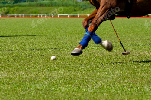 Preview: Horses Polo Run In The Game.