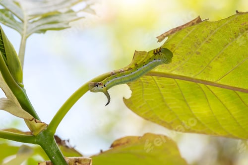 Preview: Caterpillar, Big green worm, Giant green worm on leaf.