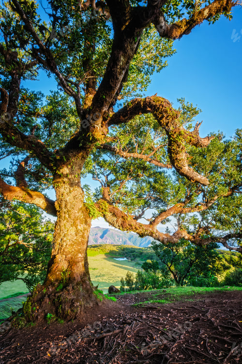 Preview: Fanal forest trees on Madeira island, Portugal