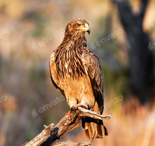 Preview: A Scenic Botswana Wildlife pictures