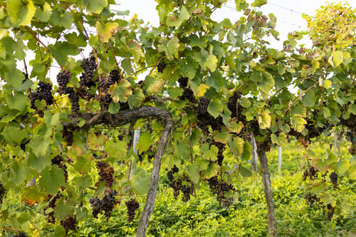 Preview: An old grape bush with clusters of black color. Black ripe grapes