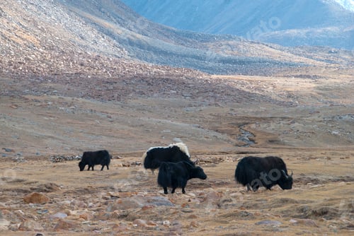 Preview: Livestock on himalayas landscape, Ladakh, India.
