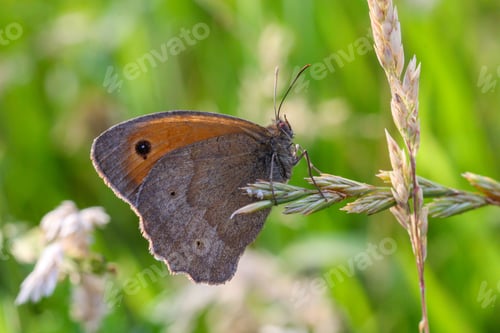 Preview: Closeup shot of a butterfly resting peacefully on a wheat