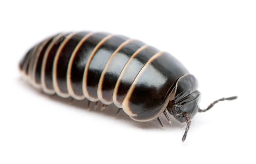 Preview: Glomeris marginata. Is a common European species of pill millipede
