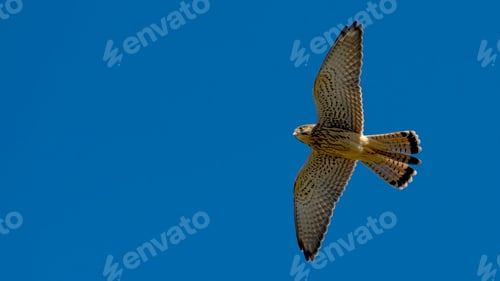 Preview: Kestrel in Flight Against the Sky.