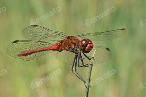 Preview: Ruddy darter (Sympetrum sanguineum)