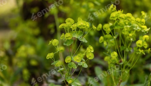 Preview: Close up View of Colorful Green Leafs in garden.