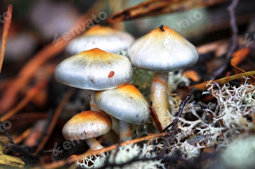 Preview: Silver Mushrooms Up Close in New Zealand