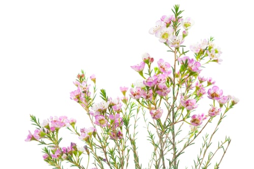 Preview: Blooming Pink and White Flowers Isolated on White