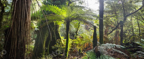 Preview: New Zealand forest