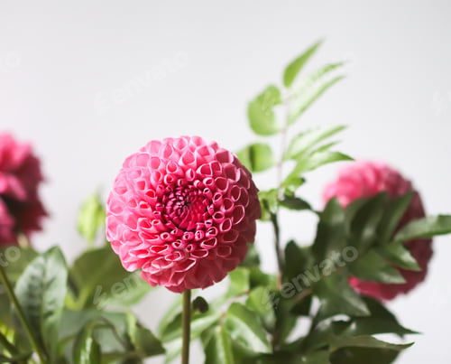 Preview: Beautiful pink dahlia flower. Beautiful plant flowering at summer.