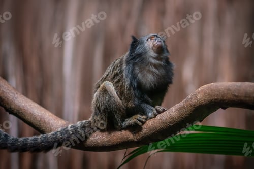 Preview: Black-tailed Marmoset (Mico melanurus) - South America monkey