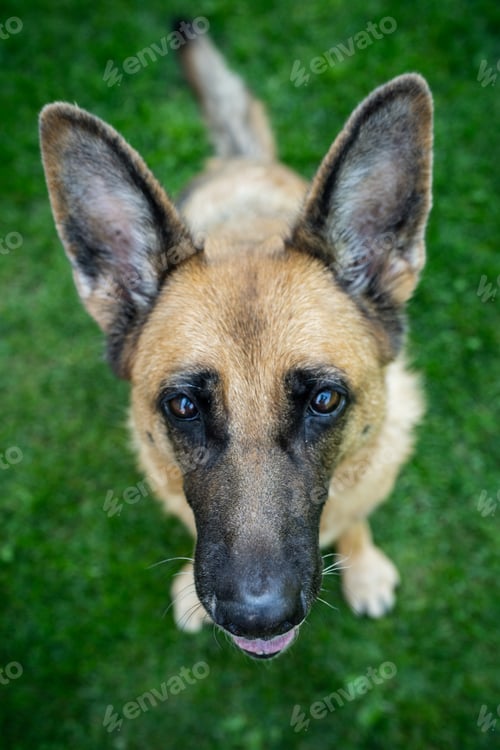 Preview: Dog cute face, german shepherd adult portrait
