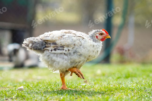Preview: Hen feed on traditional rural barnyard. Close up of chicken standing on barn yard