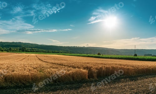 Preview: Landscape of Soft common golden Wheat field in summer and blue sky